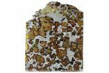 Polished Imilac Pallasite Meteorite ( g) Slice #309044-1